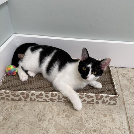 Enlarge Ella (and Tito), a ADOPTABLE Domestic Short Hair in Lynchburg, VA image 5/5