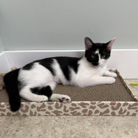 Enlarge Ella (and Tito), a ADOPTABLE Domestic Short Hair in Lynchburg, VA image 3/5