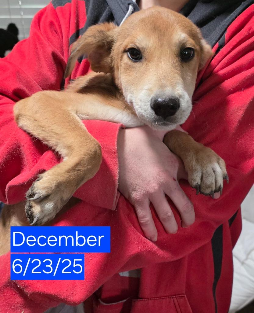Enlarge December, a Adoptable mixed breed in Fort Stockton, TX image 3/3