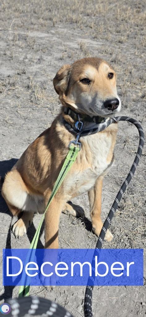 Enlarge December, a Adoptable mixed breed in Fort Stockton, TX image 1/3