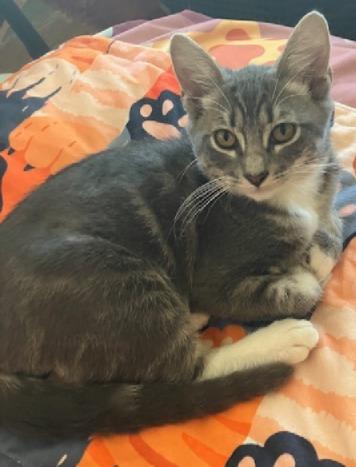 Grayson, a Adoptable Tabby in San Pedro, CA image 1/2