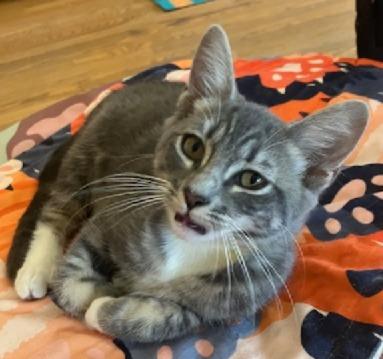 Grayson, a Adoptable Tabby in San Pedro, CA image 2/2