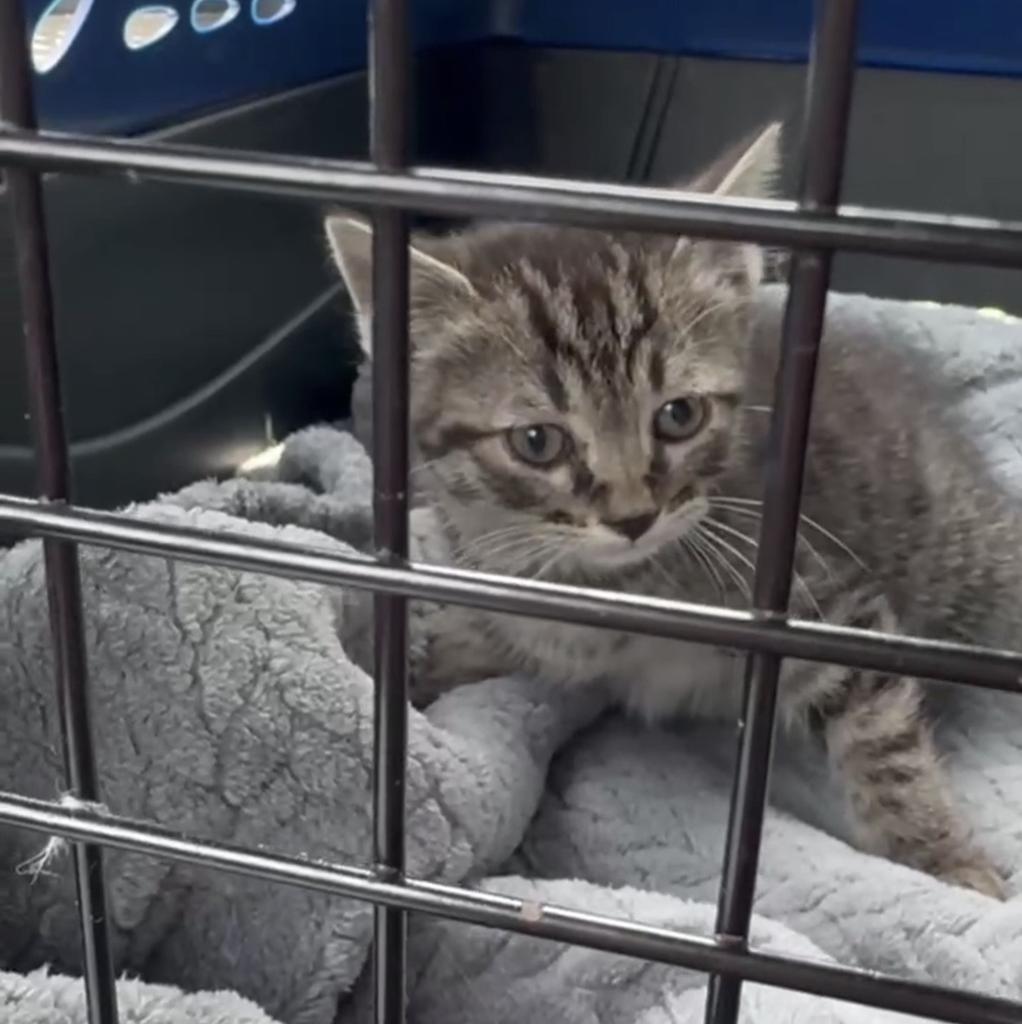Scarlet, Adoptable, Kitten Female Domestic Short Hair.