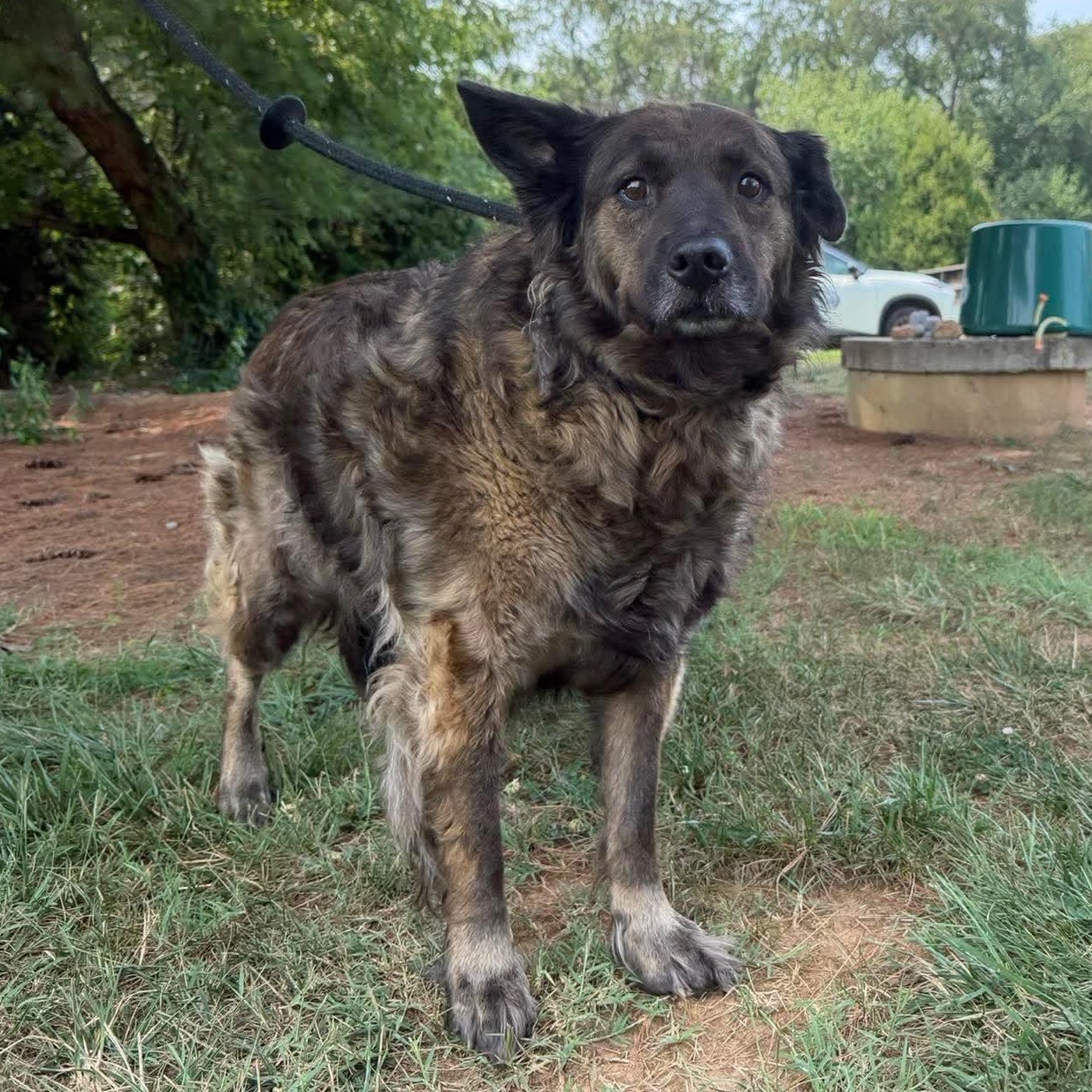 Enlarge Lucy, a ADOPTABLE mixed breed in Culpeper, VA image 1/1