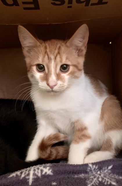 Hunk, Adoptable, Adult Male Domestic Short Hair.
