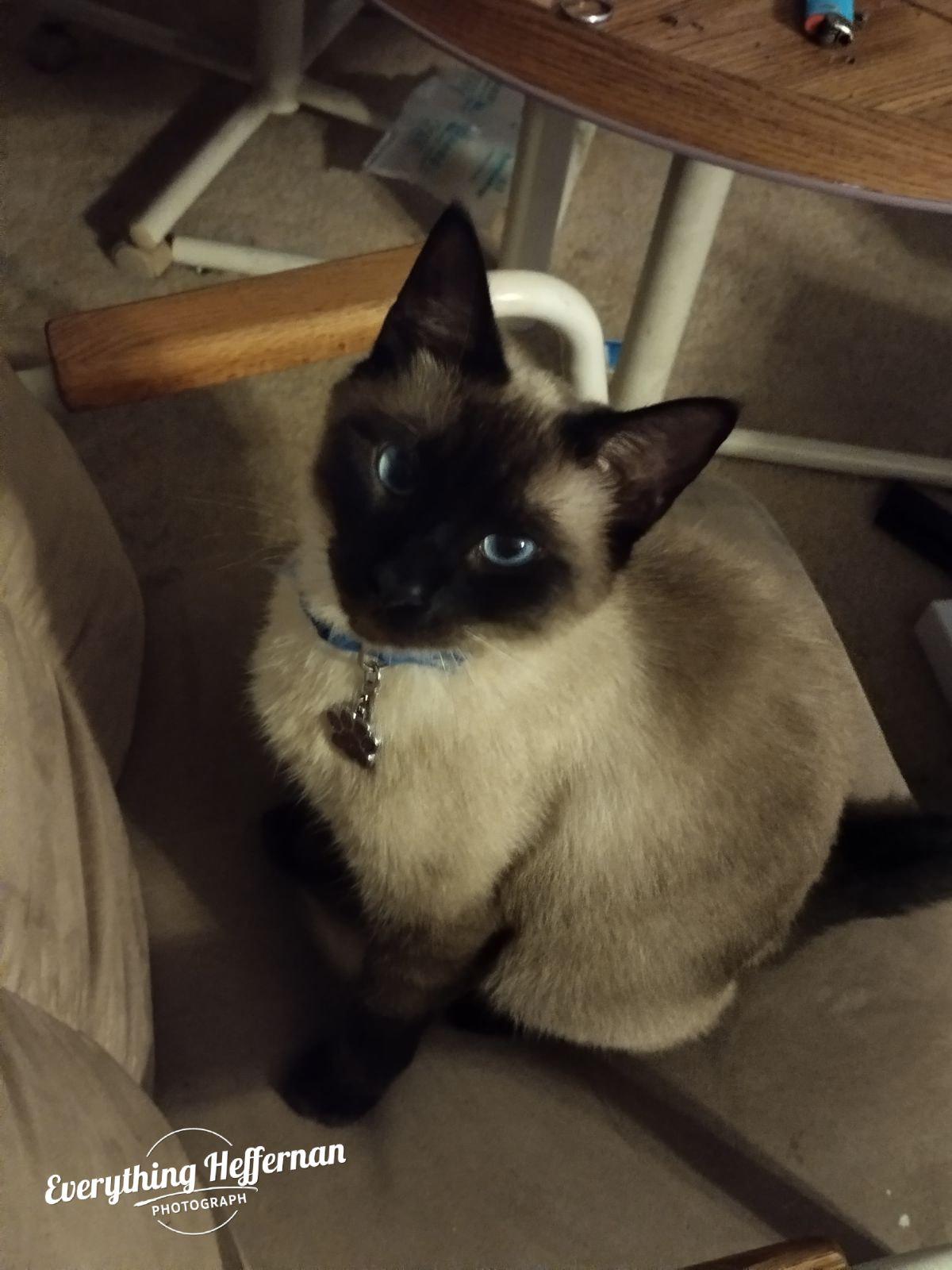 Chocolate 2024, Adopted, Adult Male Tonkinese & Siamese.