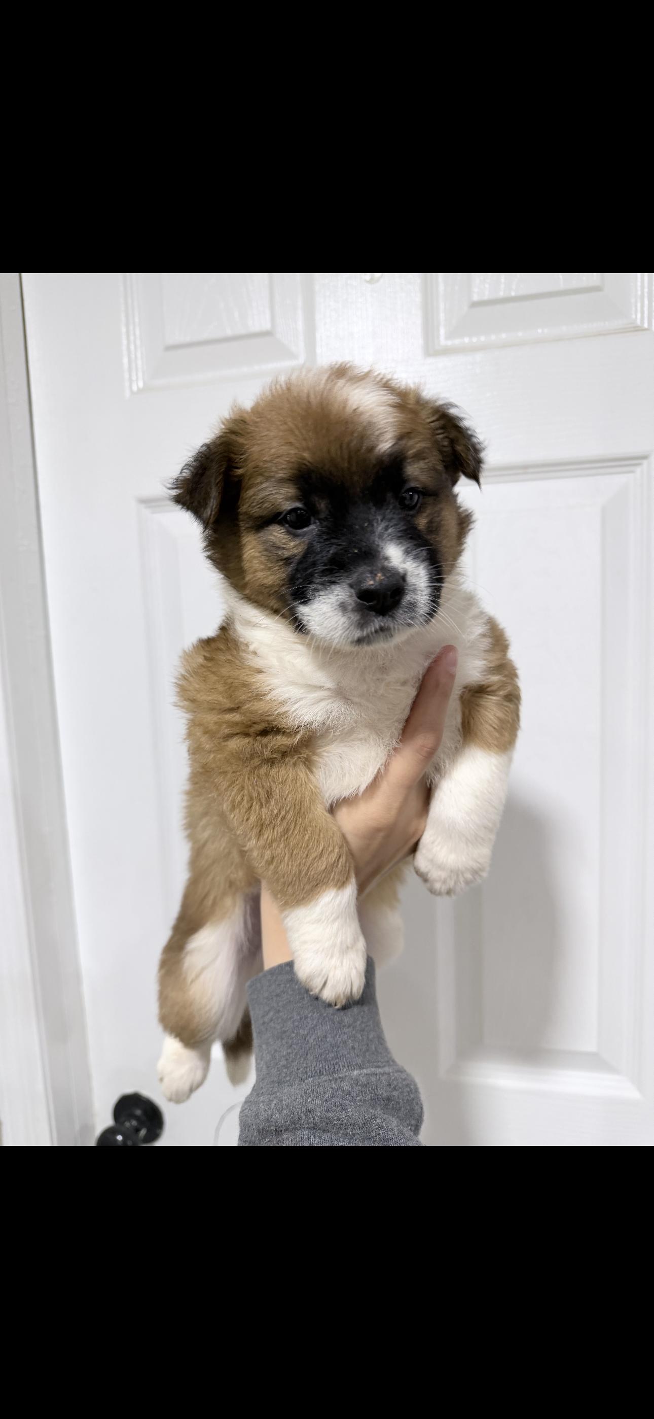 Enlarge Ms. Gaby, a Adopted mixed breed in Haslet, TX image 1/1