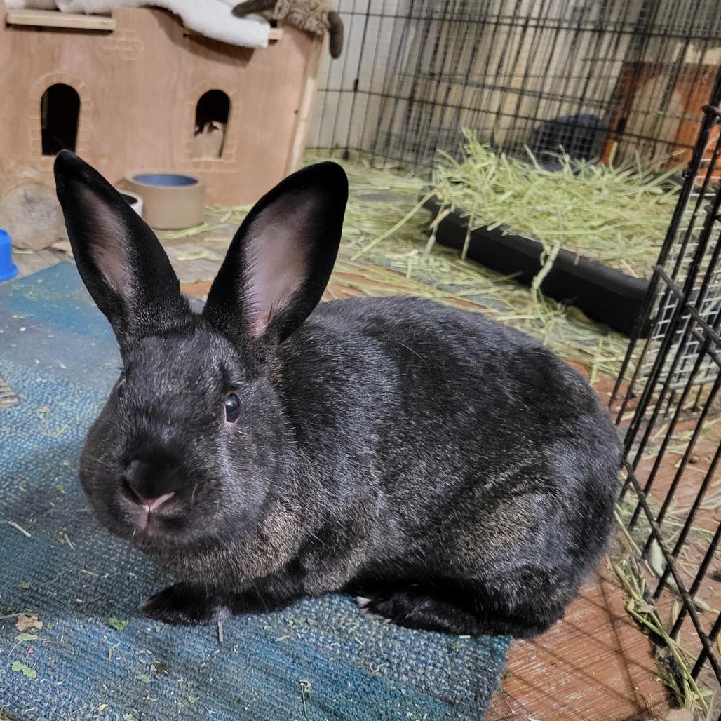 Enlarge Cyborg, a Adoptable American in The Woodlands, TX image 1/6