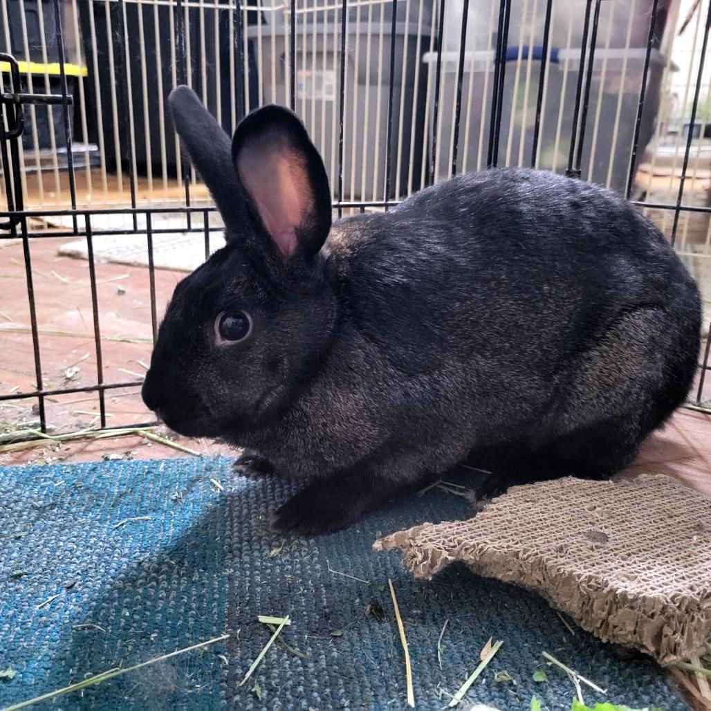 Cyborg, Adoptable, Young Male American.