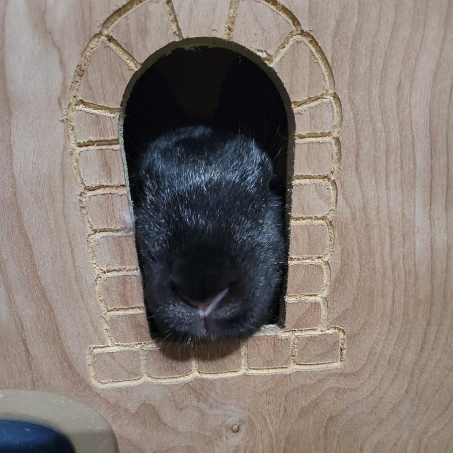 Enlarge Cyborg, a Adoptable American in The Woodlands, TX image 3/6