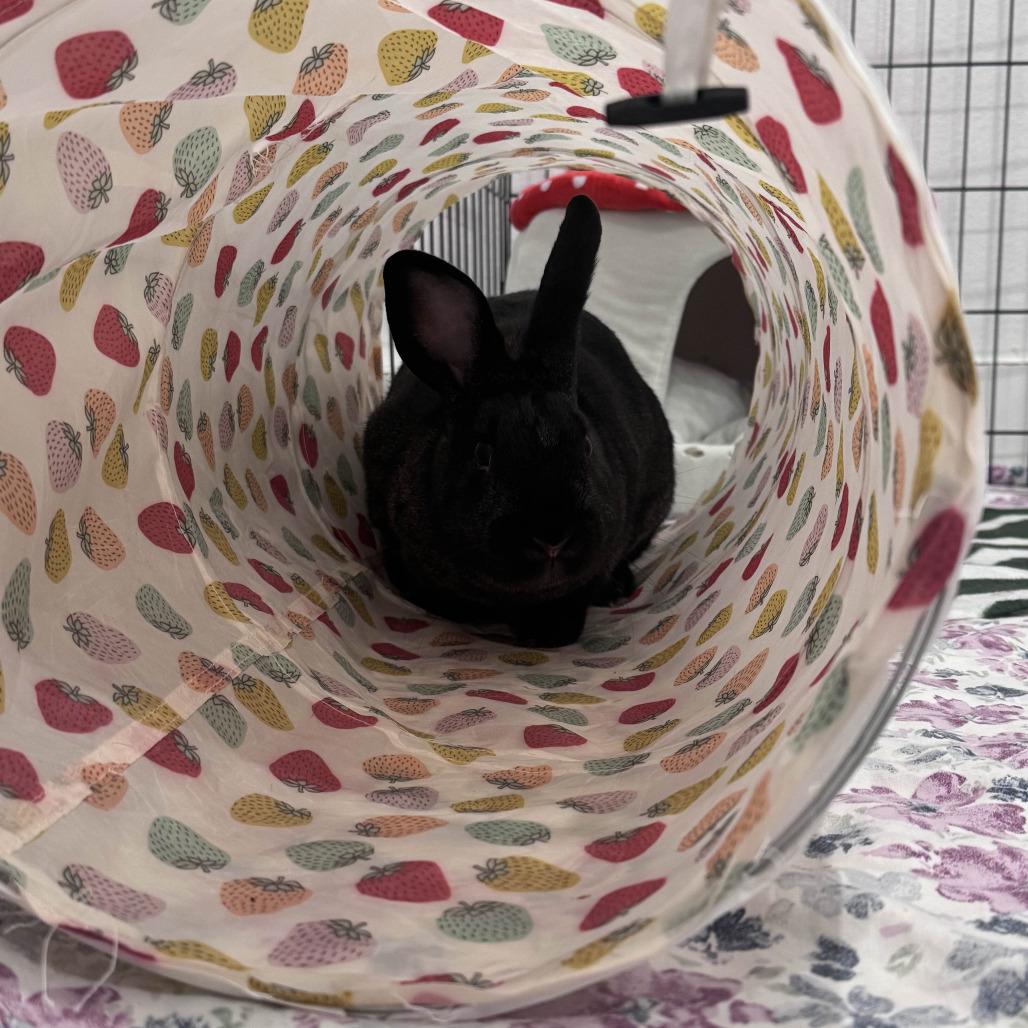 Cyborg, a Adoptable American in The Woodlands, TX image 3/6