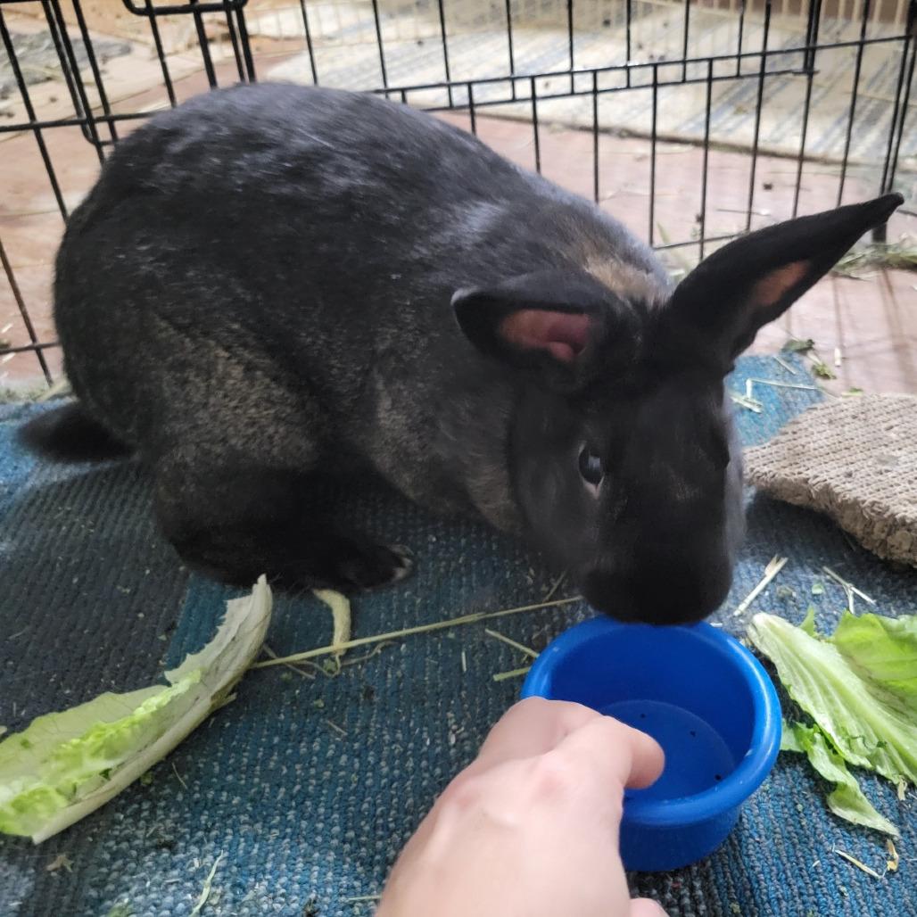 Enlarge Cyborg, a Adoptable American in The Woodlands, TX image 5/6