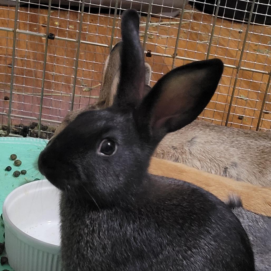 Cyborg, a Adoptable American in The Woodlands, TX image 2/2