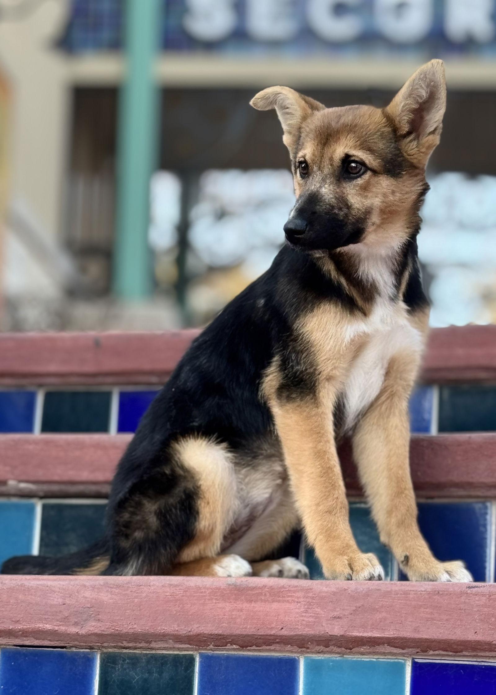 Bubbles, Adoptable, Young Female German Shepherd Dog & Australian Shepherd.