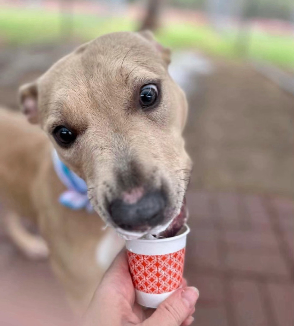 Enlarge Xochi, a Adoptable American Staffordshire Terrier in Bethesda, MD image 1/5