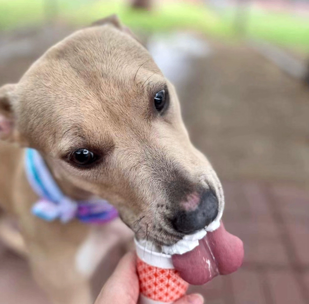 Enlarge Xochi, a Adoptable American Staffordshire Terrier in Bethesda, MD image 2/5