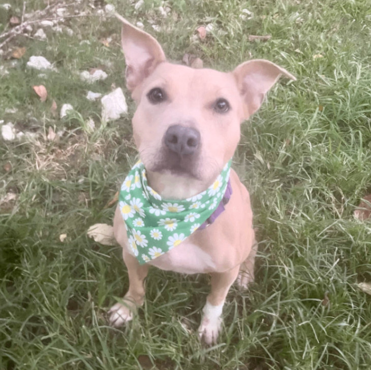 Enlarge Xochi, a Adoptable American Staffordshire Terrier in Bethesda, MD image 4/5