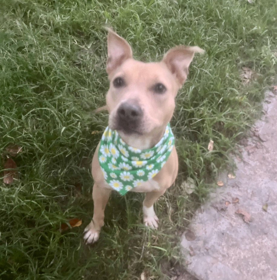 Enlarge Xochi, a Adoptable American Staffordshire Terrier in Bethesda, MD image 5/5