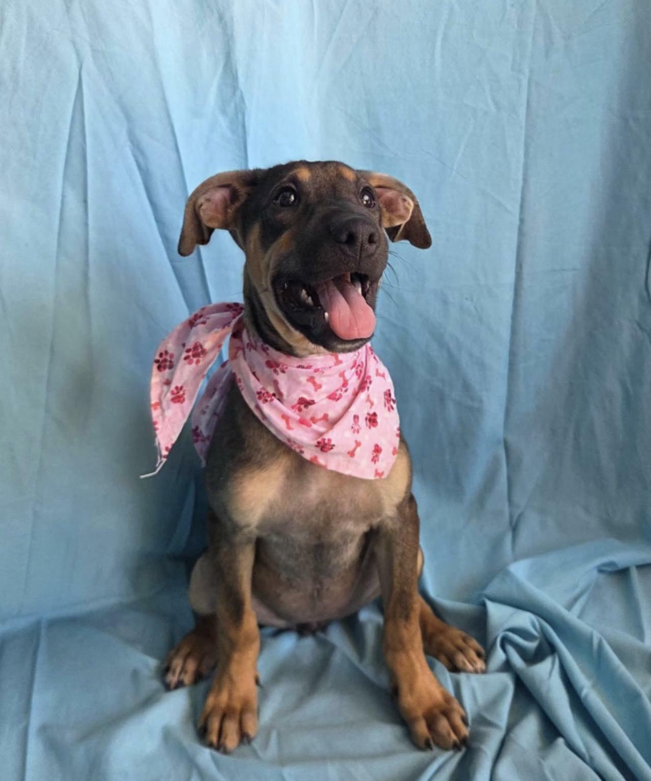 Agnetha, ADOPTABLE, Puppy Female Dachshund.