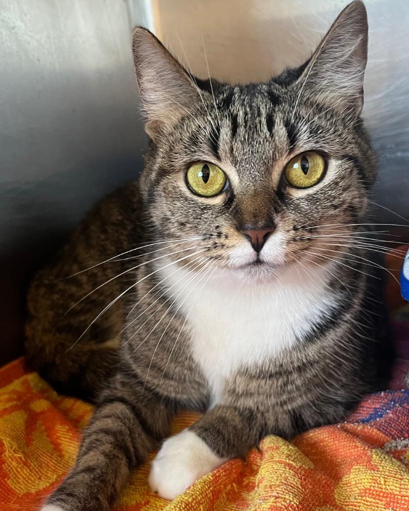 Minthara, Adoptable, Adult Female Domestic Short Hair.