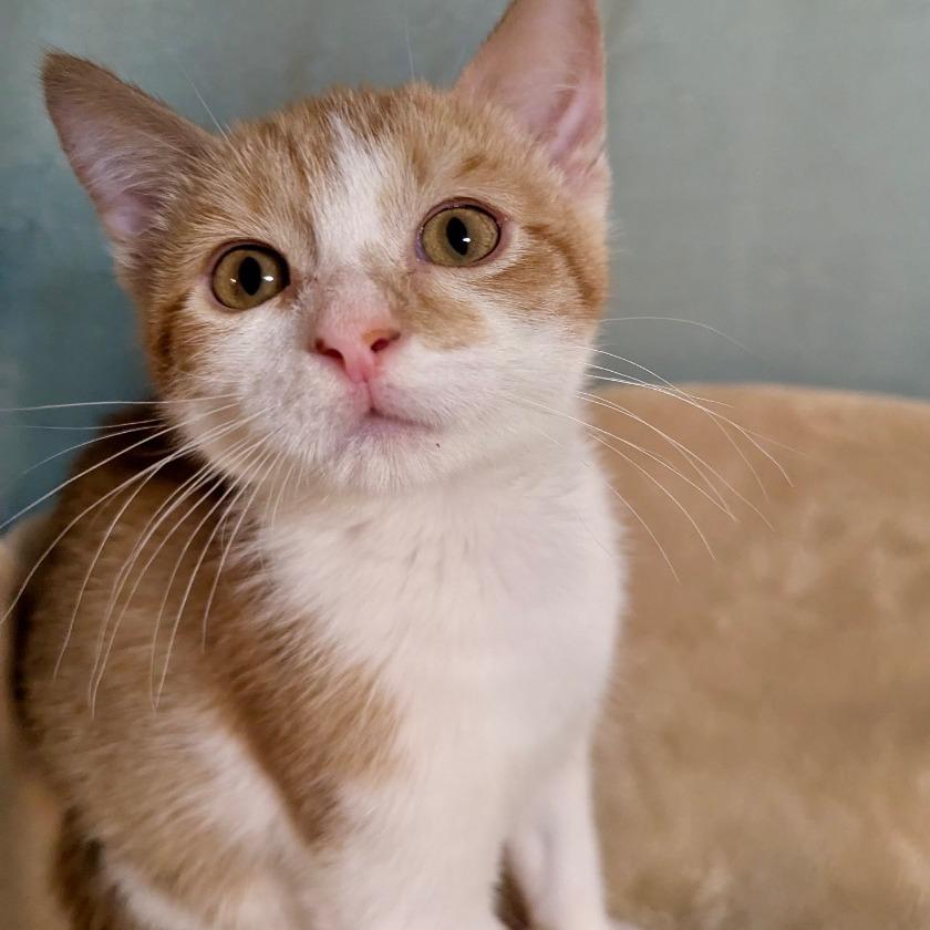 Albert Einstein, a Adoptable Domestic Short Hair in Boerne, TX image 1/4