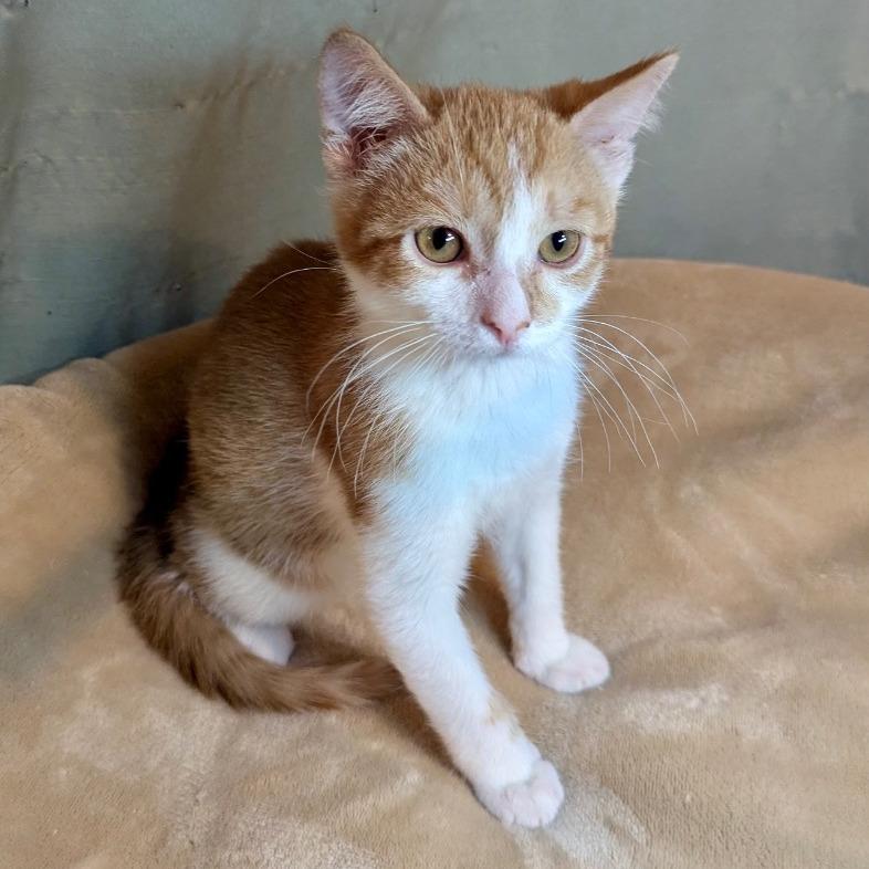 Albert Einstein, a Adoptable Domestic Short Hair in Boerne, TX image 3/4