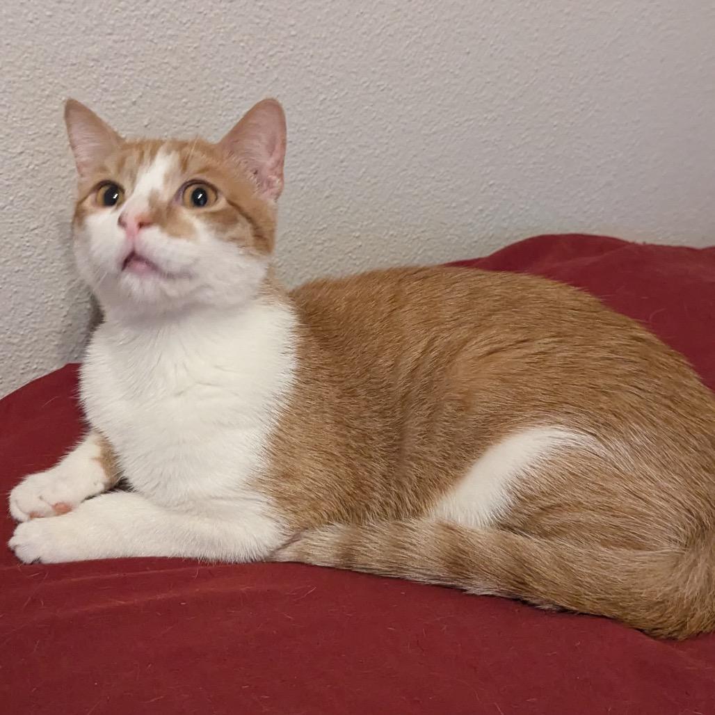 Albert Einstein, a Adoptable Domestic Short Hair in Boerne, TX image 4/4