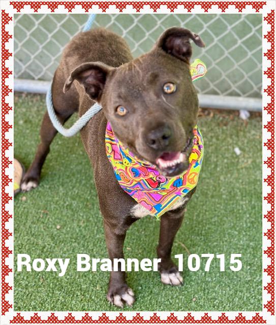 ROXY BRANNER