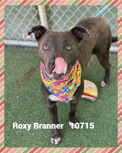 ROXY BRANNER