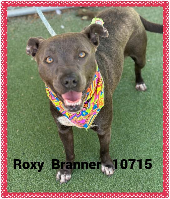 ROXY BRANNER
