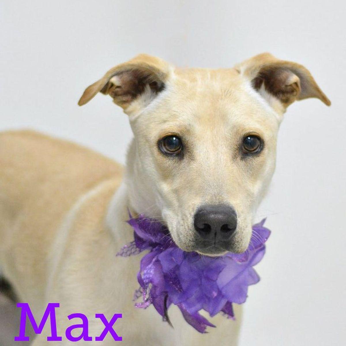 Max, Adoptable, Adult Male Labrador Retriever.