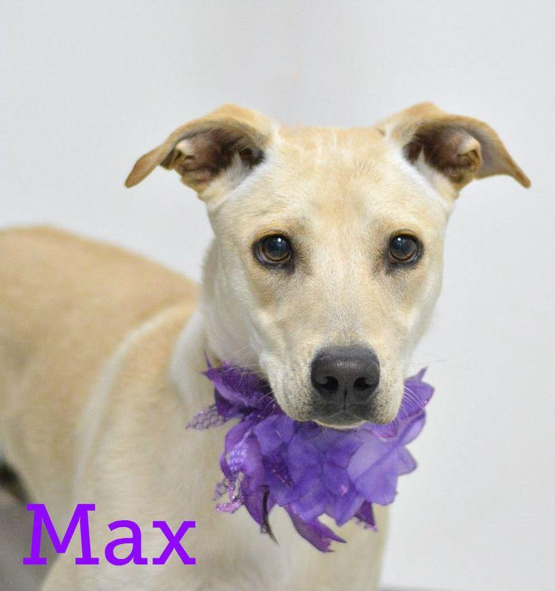 Max, Adoptable, Young Male Pit Bull Terrier.