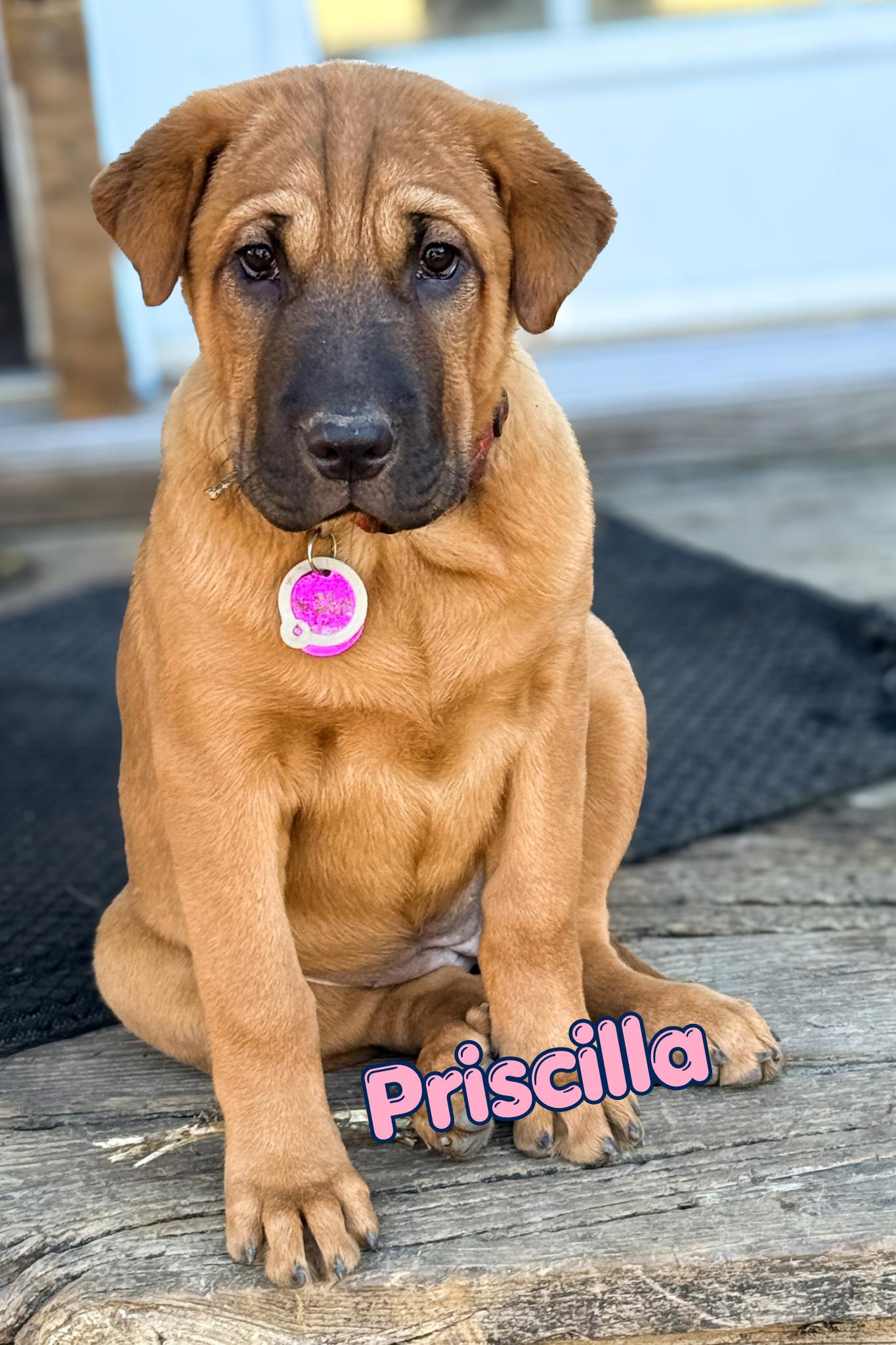 Priscilla, Adoptable, Puppy Female Shar-Pei & Black Mouth Cur.