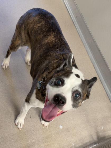 Enlarge Reeses, a Adoptable mixed breed in Norfolk, VA image 1/1