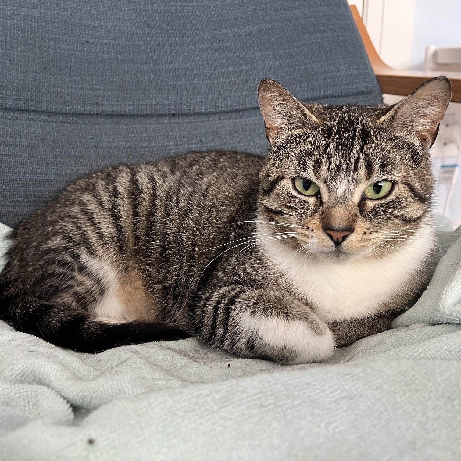Cassandra, a ADOPTABLE Tabby in Mississauga, ON image 1/5