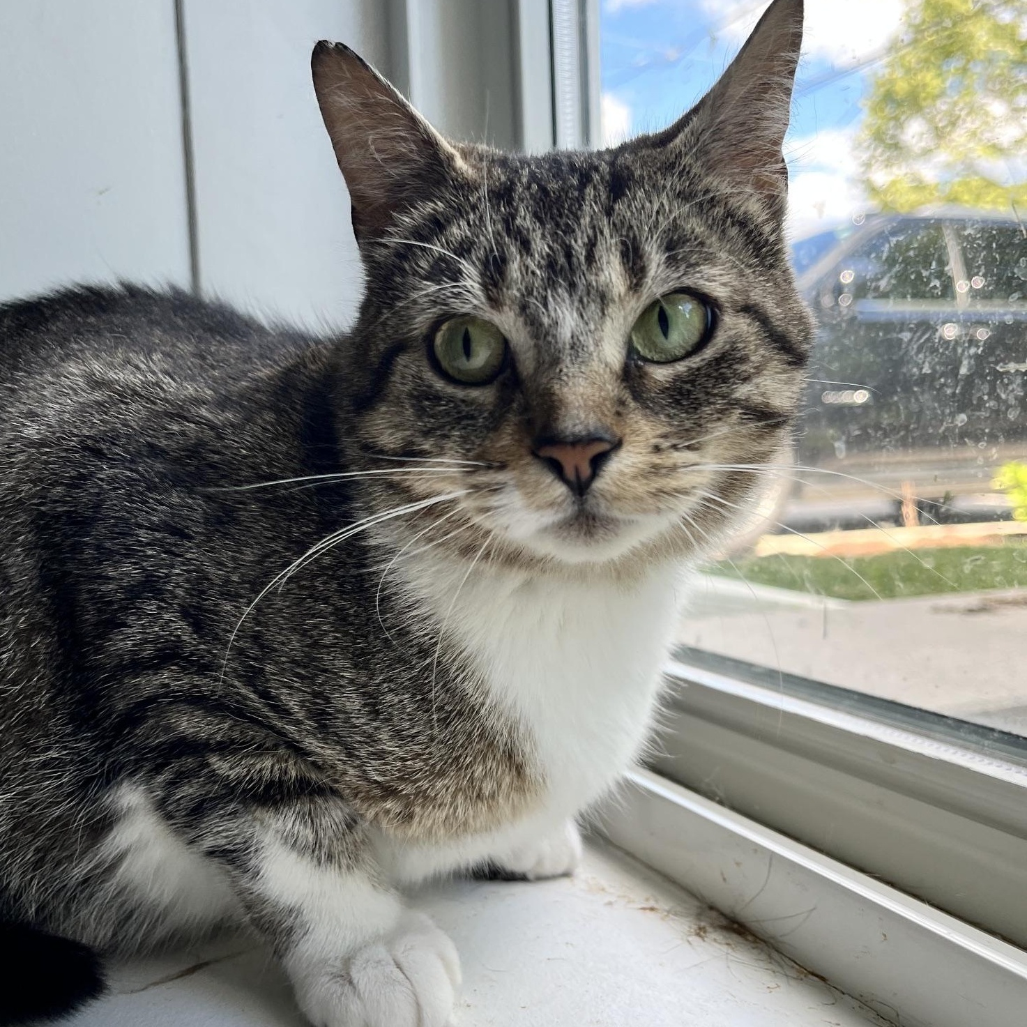 Cassandra, a ADOPTABLE Tabby in Mississauga, ON image 2/5