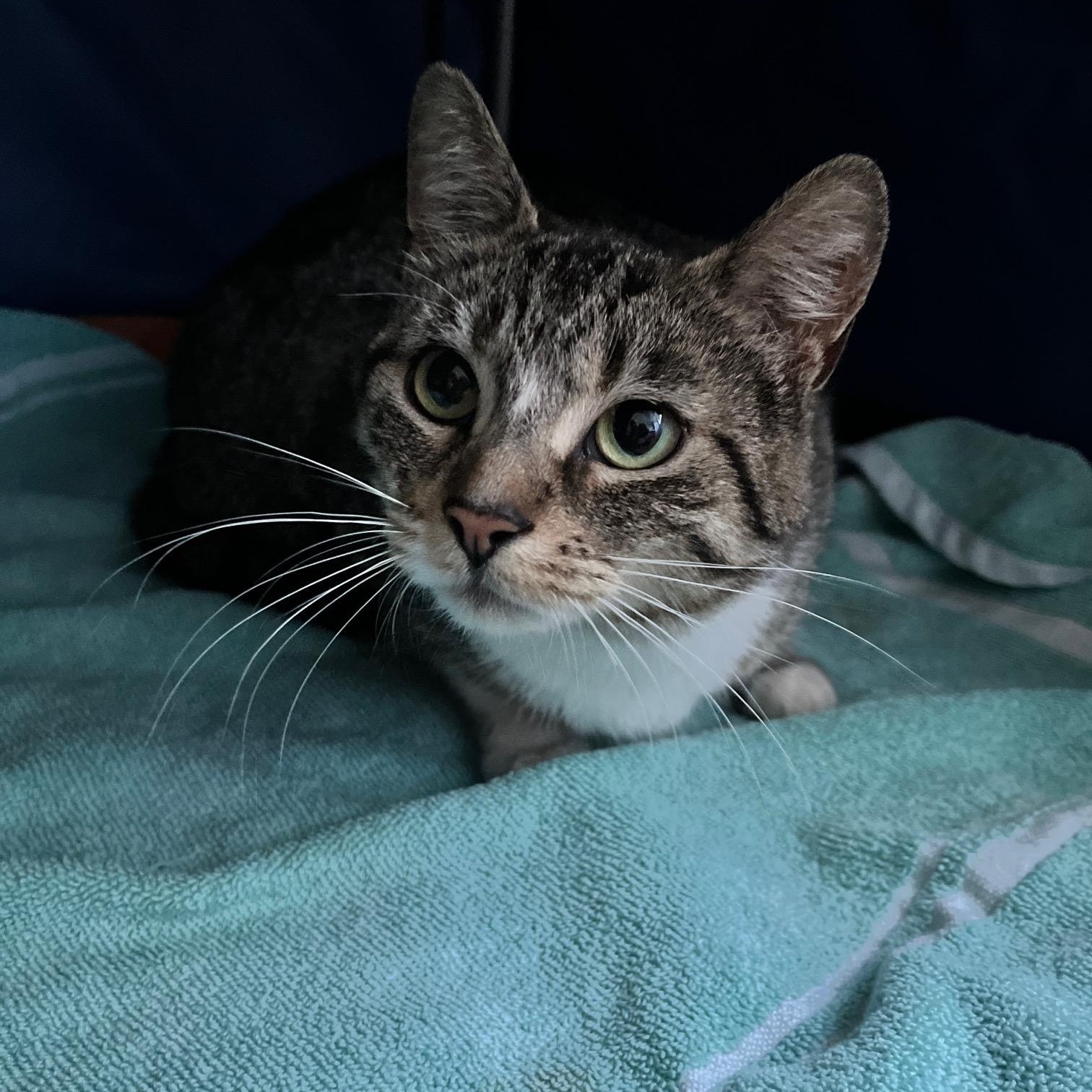 Cassandra, a ADOPTABLE Tabby in Mississauga, ON image 3/5