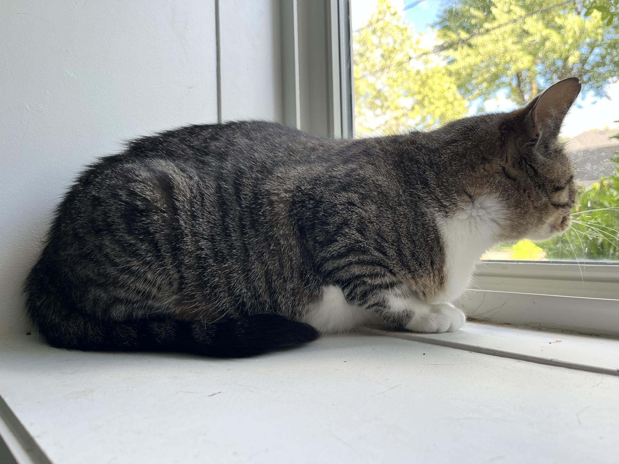 Cassandra, a ADOPTABLE Tabby in Mississauga, ON image 5/5