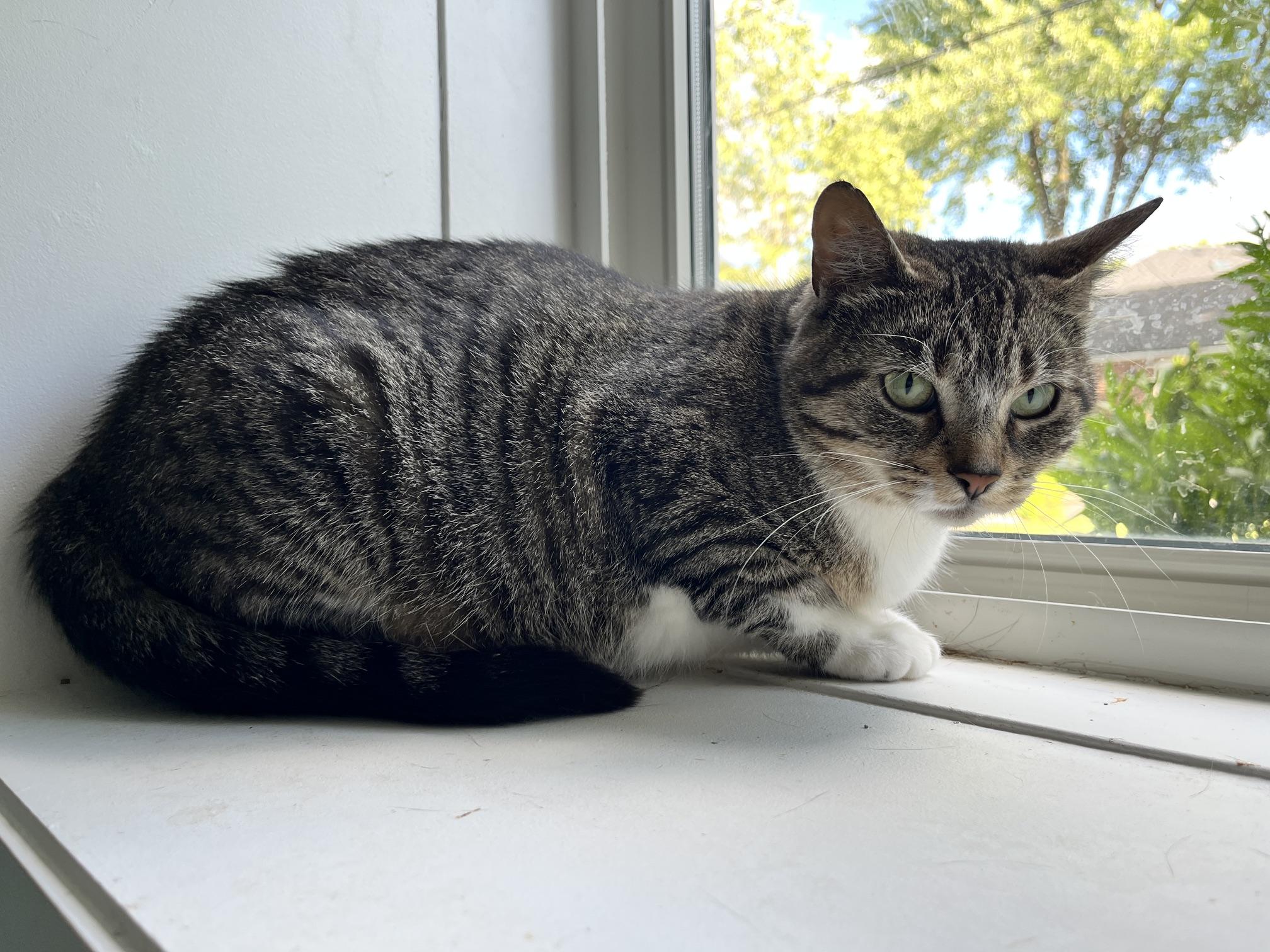Cassandra, a ADOPTABLE Tabby in Mississauga, ON image 4/5