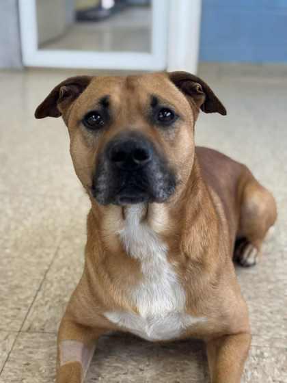 Enlarge Zeus, a Adoptable mixed breed in Columbia City, IN image 1/3