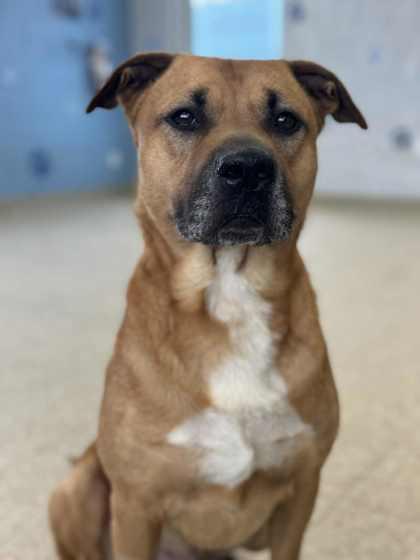 Enlarge Zeus, a Adoptable mixed breed in Columbia City, IN image 2/3
