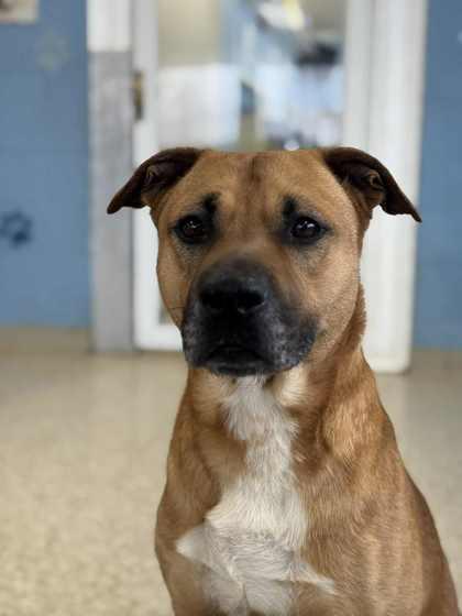 Enlarge Zeus, a Adoptable mixed breed in Columbia City, IN image 3/3