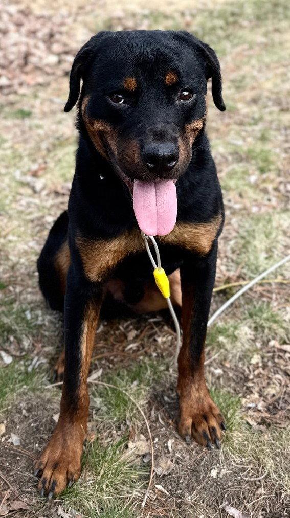 Lenny, Adopted, Young Male Rottweiler.
