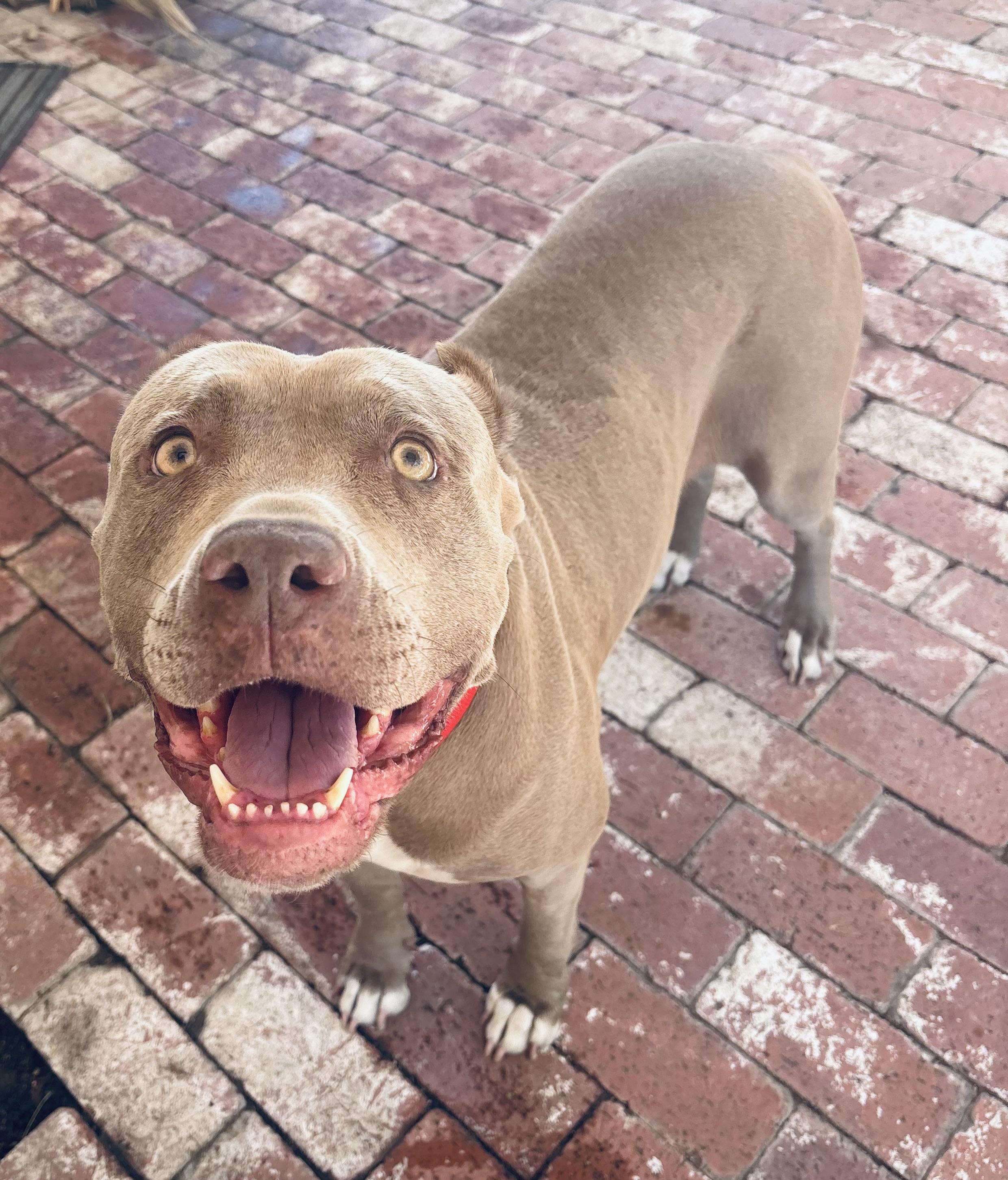 Enlarge Cherry Blossom, an adopted Pit Bull Terrier in Petaluma , CA image 5/6