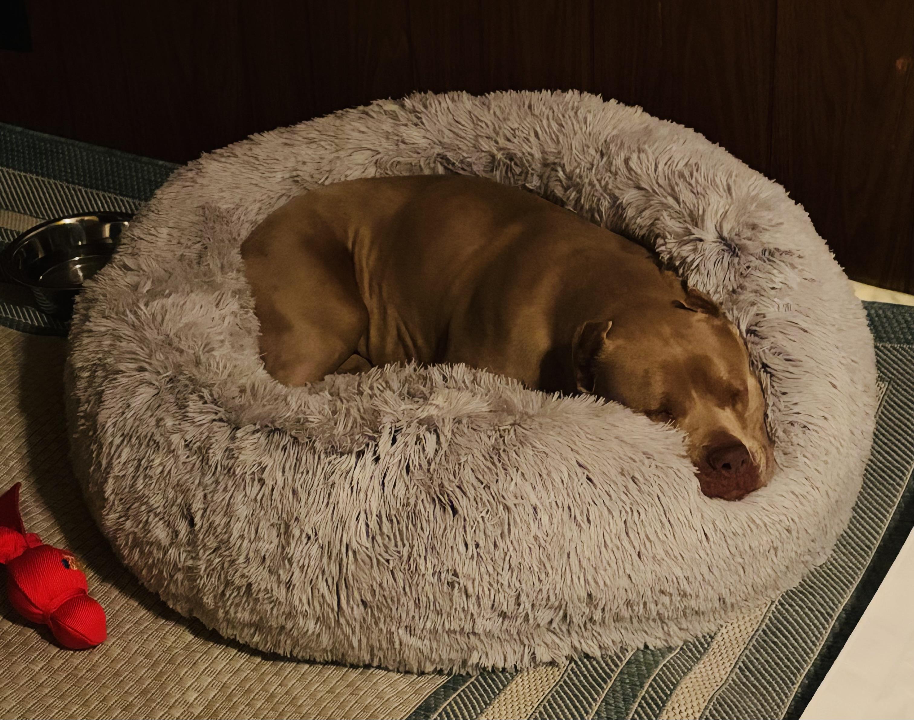 Enlarge Cherry Blossom, an adopted Pit Bull Terrier in Petaluma , CA image 4/6