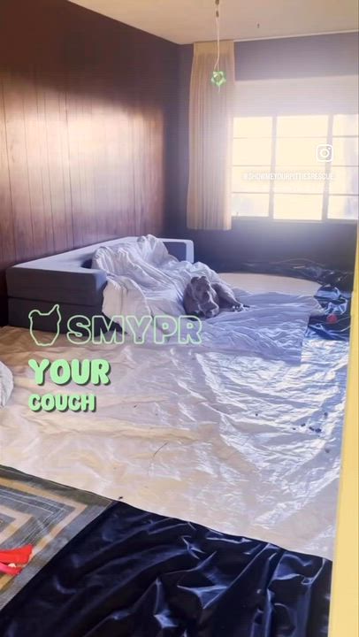 Enlarge Cherry Blossom, an adopted Pit Bull Terrier in Petaluma , CA video 6/6