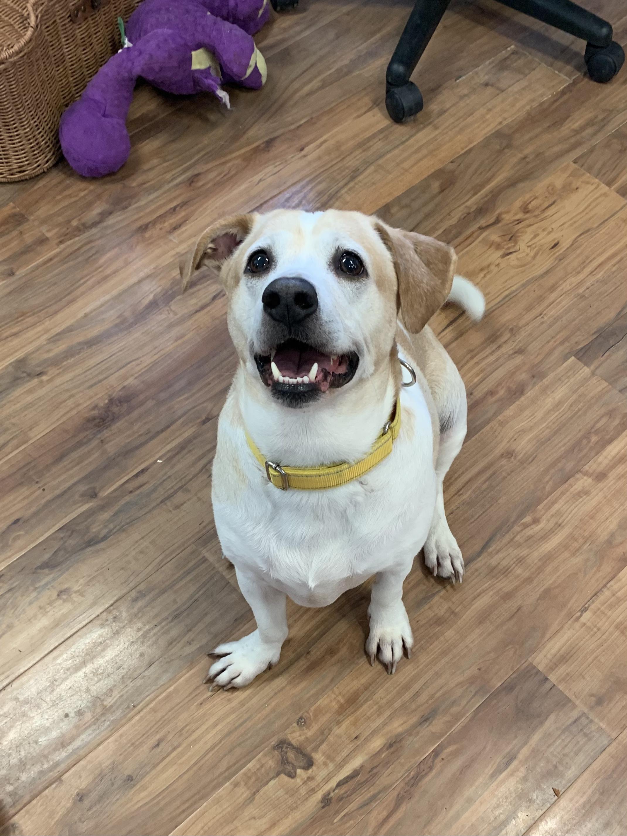 Enlarge Mr. Waggles, an adoptable mixed breed in Grass Valley, CA image 1/5