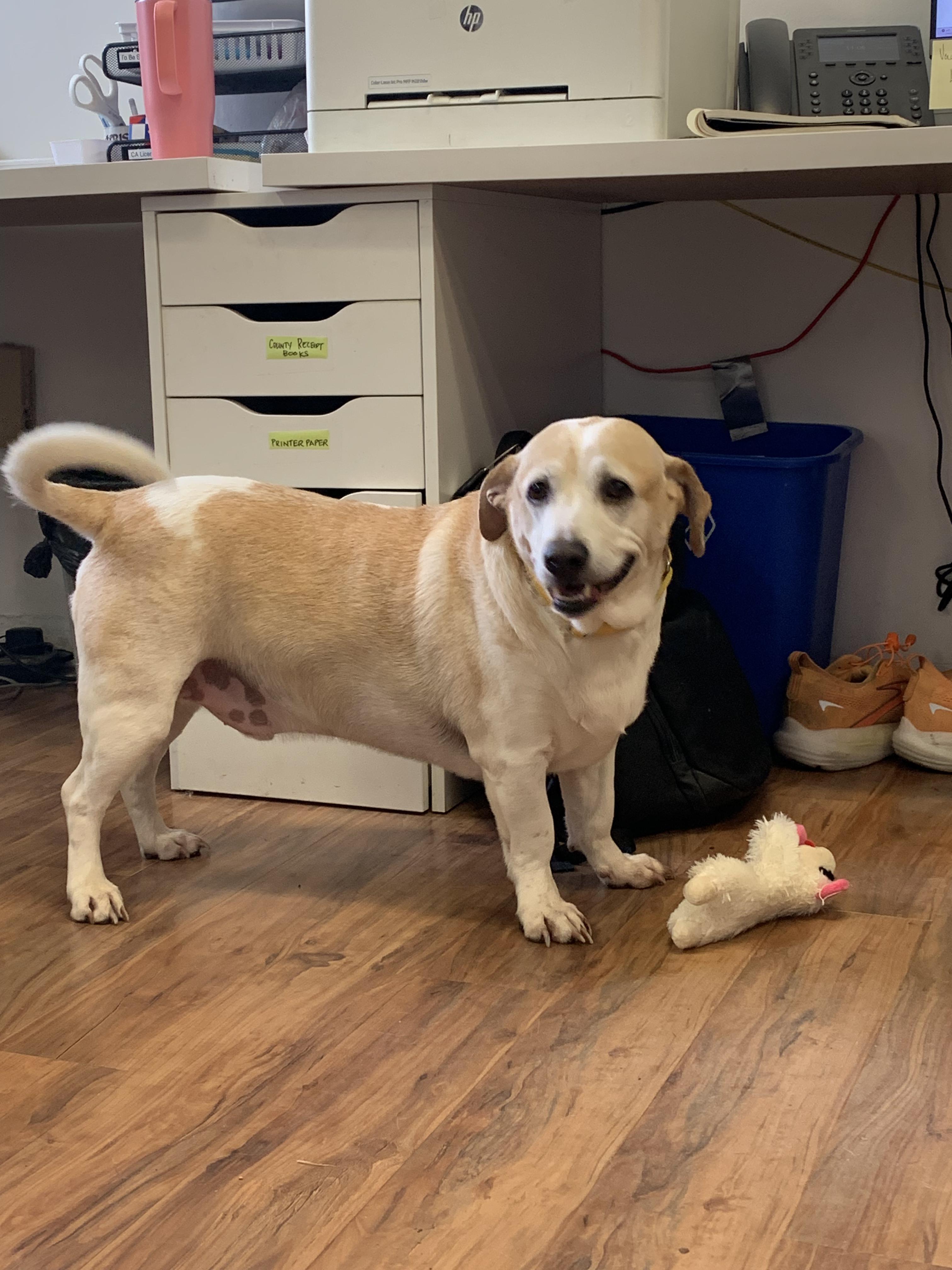 Enlarge Mr. Waggles, an adoptable mixed breed in Grass Valley, CA image 5/5