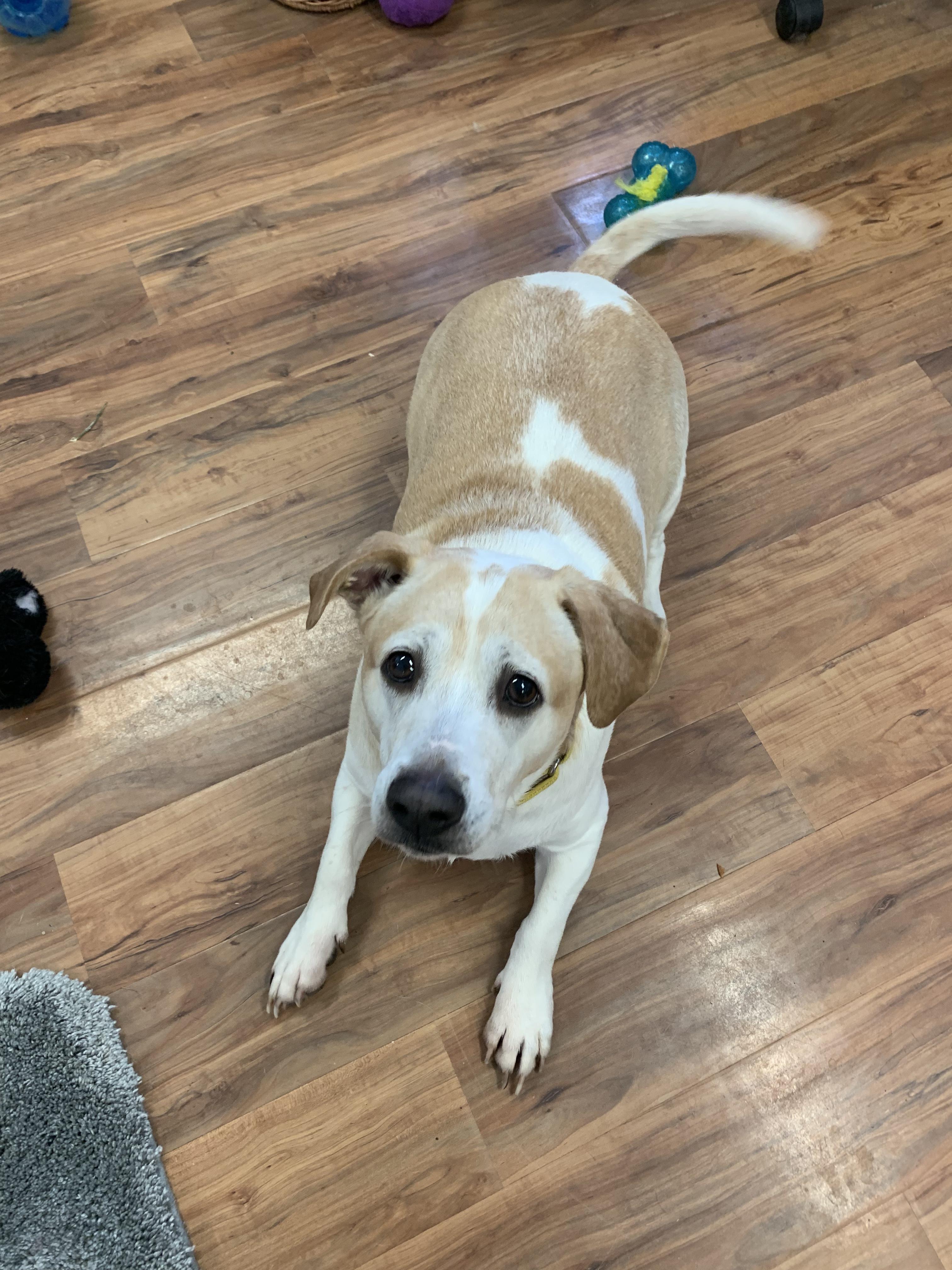 Enlarge Mr. Waggles, an adoptable mixed breed in Grass Valley, CA image 3/5