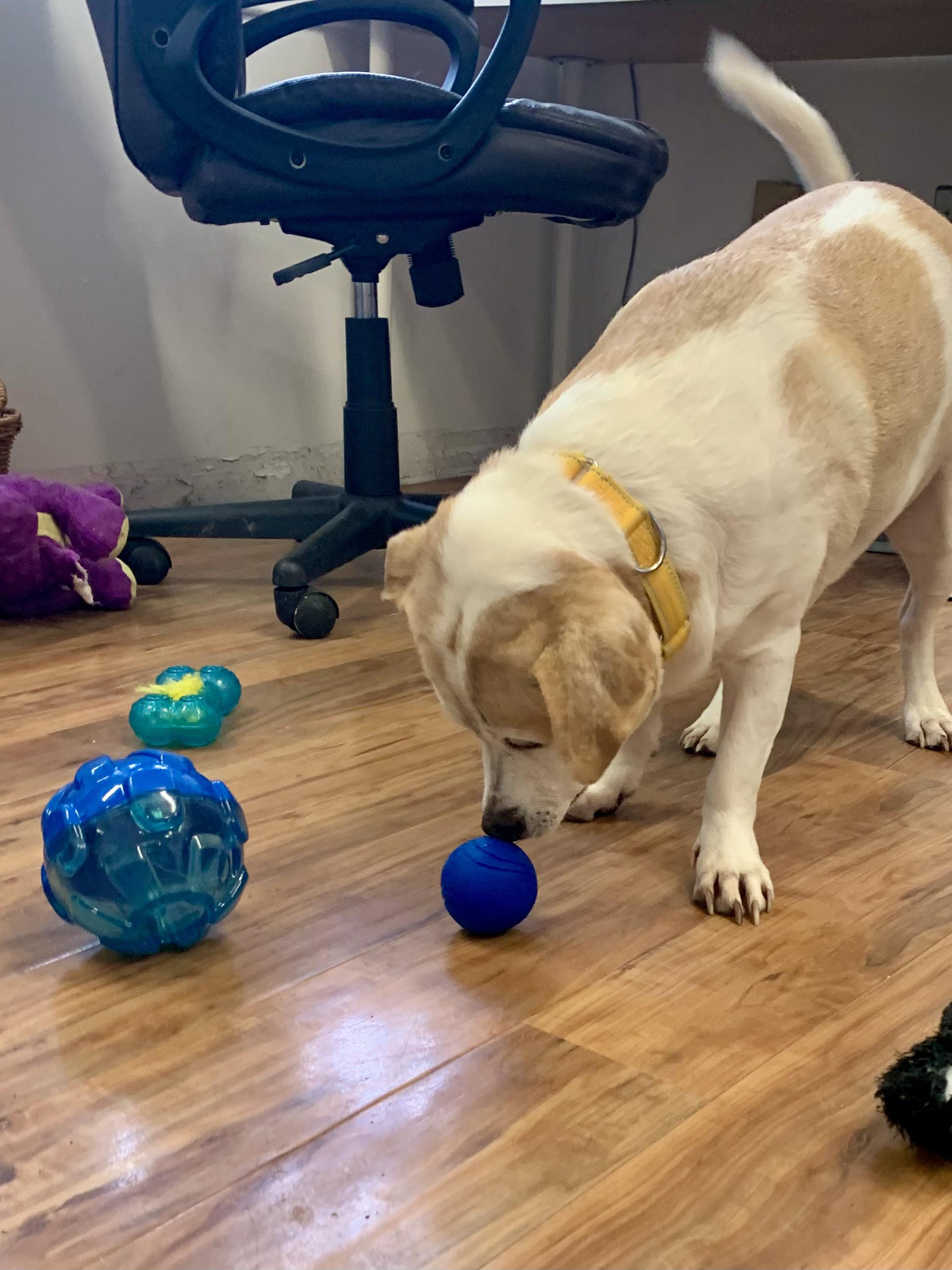 Enlarge Mr. Waggles, an adoptable mixed breed in Grass Valley, CA image 2/5